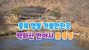 충북 영동 가볼만한곳 백화산 반야사 봄 풍경